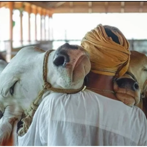 DAIRY
